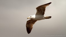 Yellow-legged Gull sub-adult