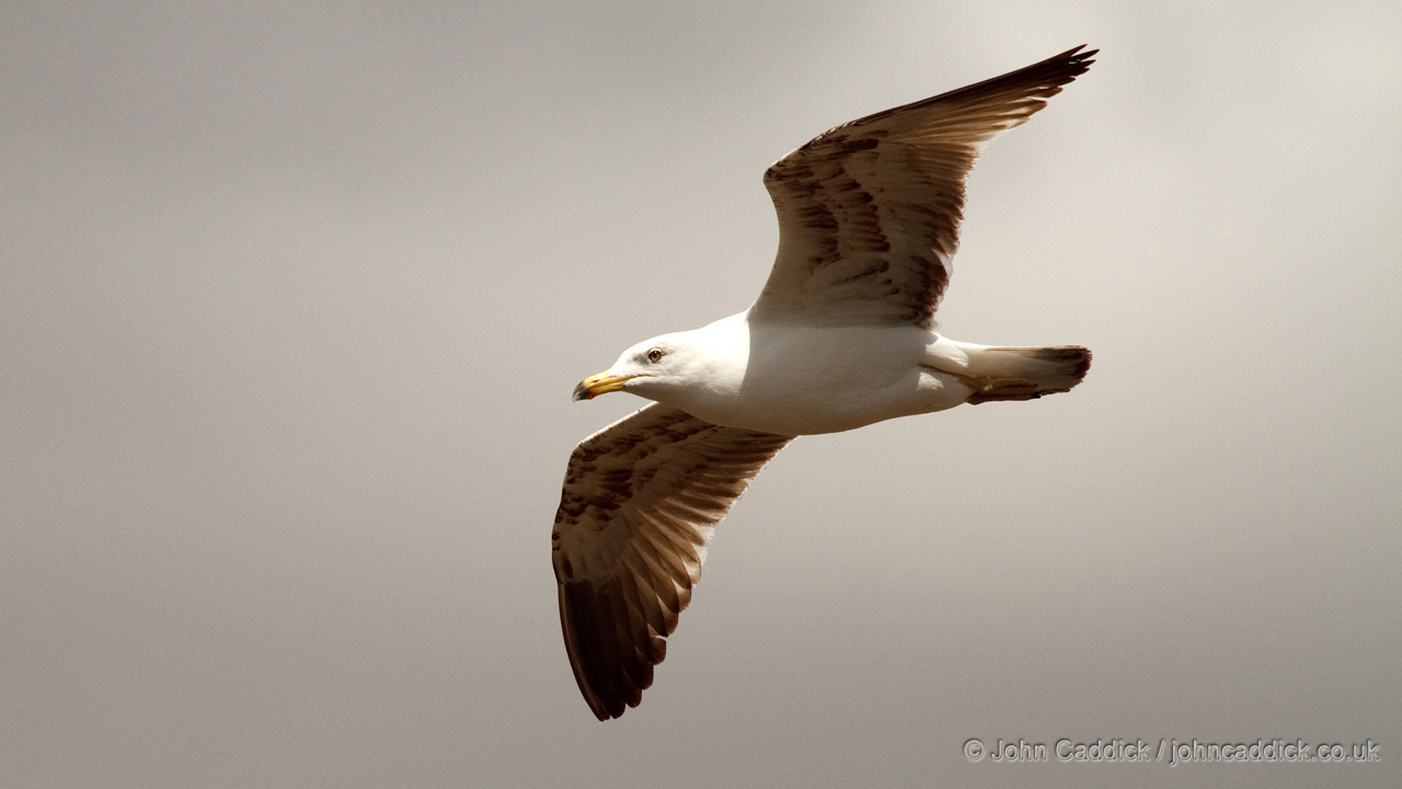 Yellow-legged Gull sub-adult