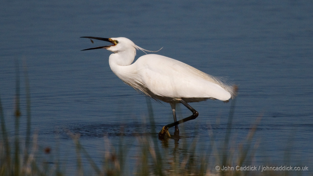 Little Egret