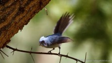 White-tailed Blue Flycatcher