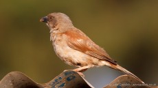 Northern Grey-headed Sparrow