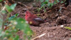 Red-billed Firefinch adult male