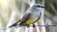 Western Kingbird