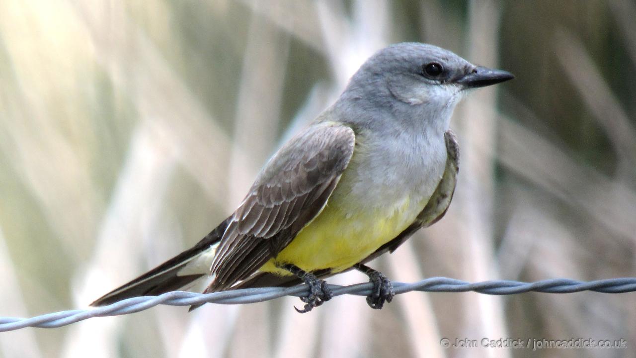 Western Kingbird