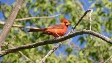Northern Cardinal adult male
