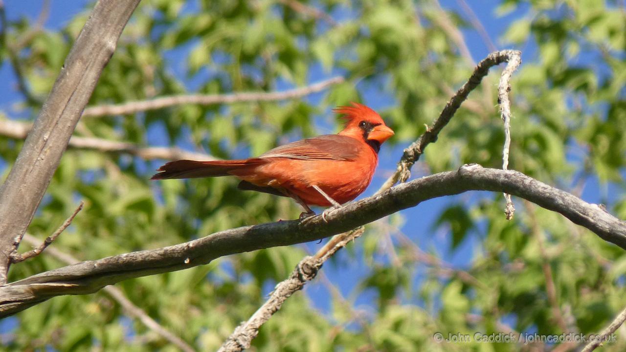 Northern Cardinal adult male