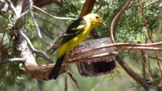Western Tanager adult male