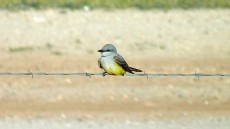 Cassin’s Kingbird