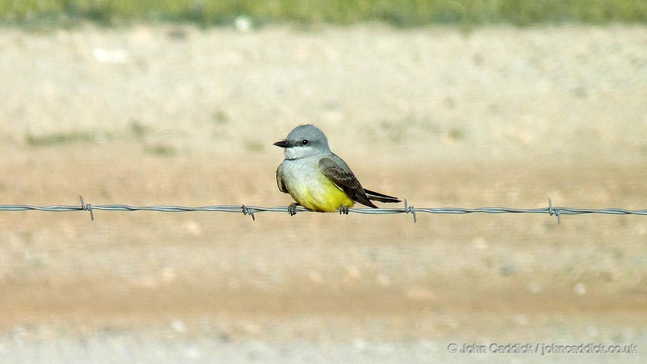 Cassin’s Kingbird