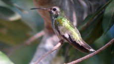 White-tailed Goldenthroat male