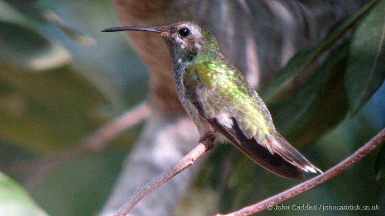 White-tailed Goldenthroat male