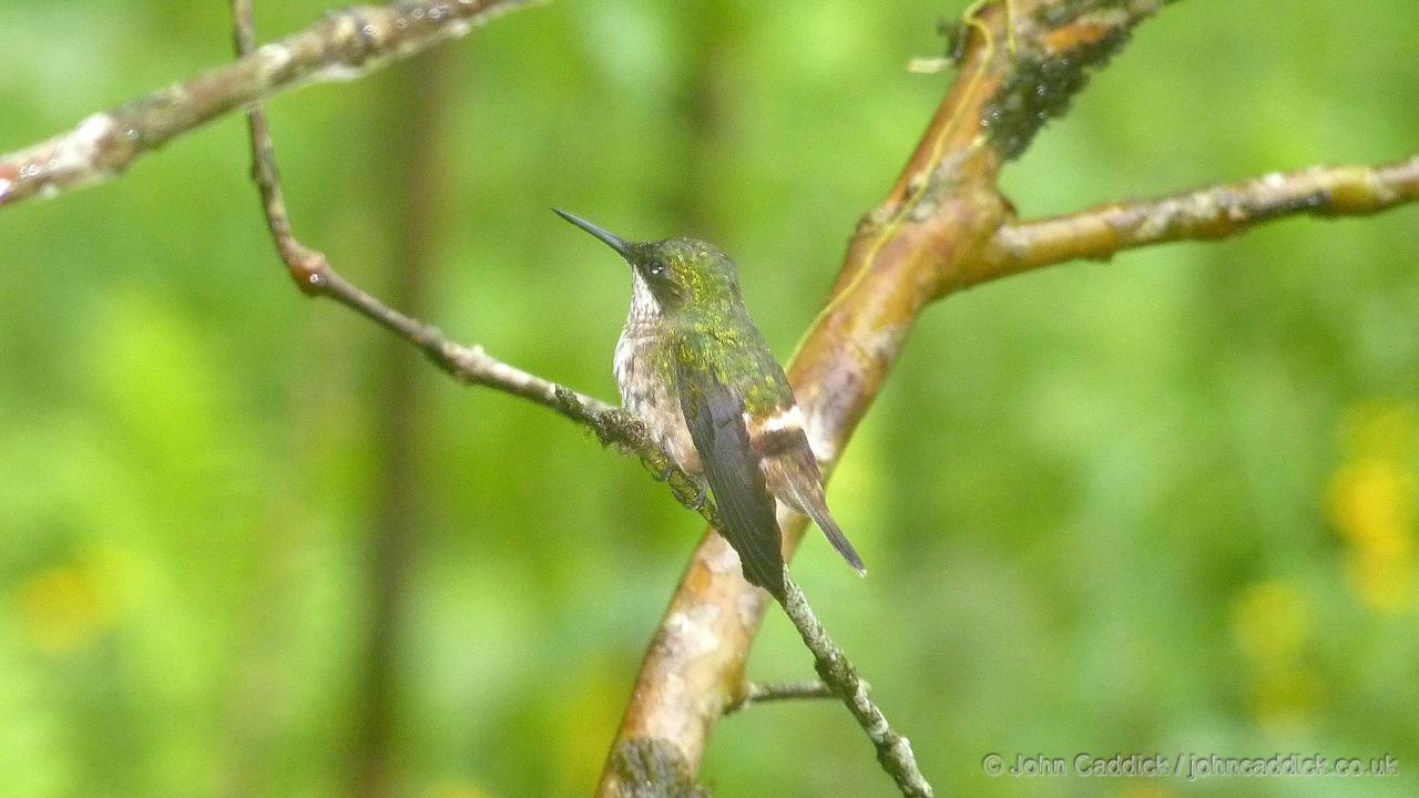 Festive Coquette female