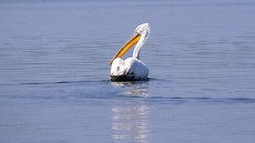 Dalmatian Pelican