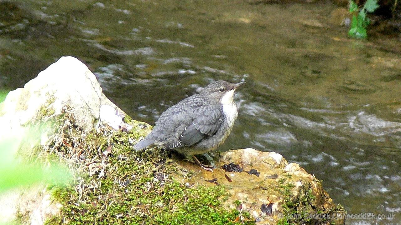 White-throated Dipper juvenile