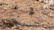 Indian Stone-curlew