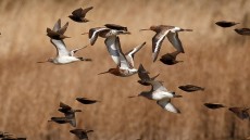 Black-tailed Godwits and Starlings in flight