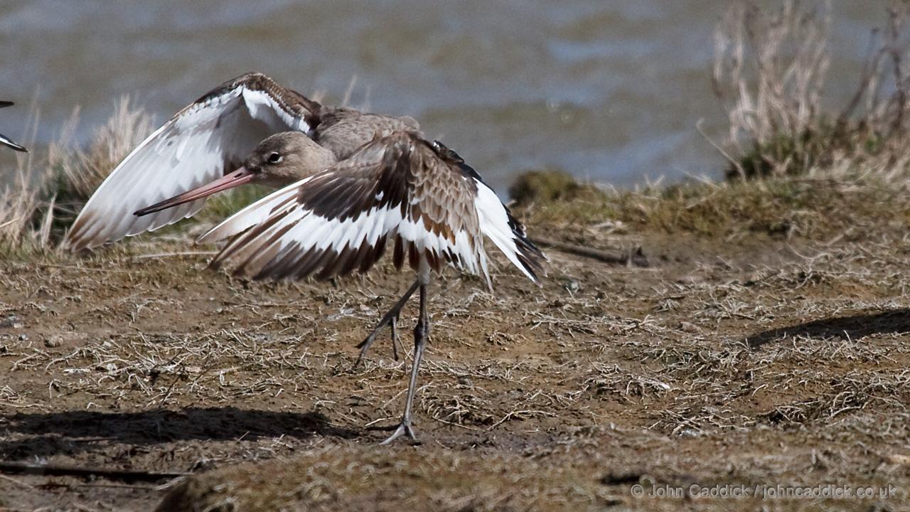Black-tailed Godwit