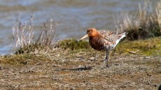 Black-tailed Godwit in breeding plumage