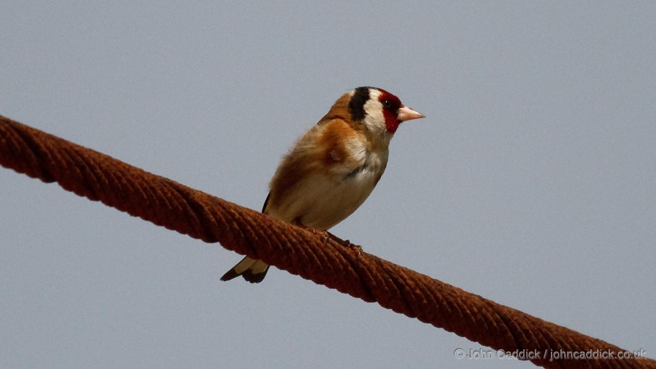 European Goldfinch