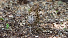 Song Thrush