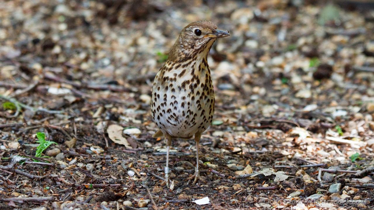 Song Thrush