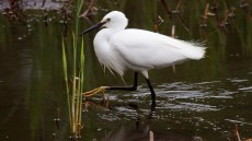 Little Egret