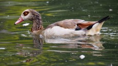 Egyptian Goose