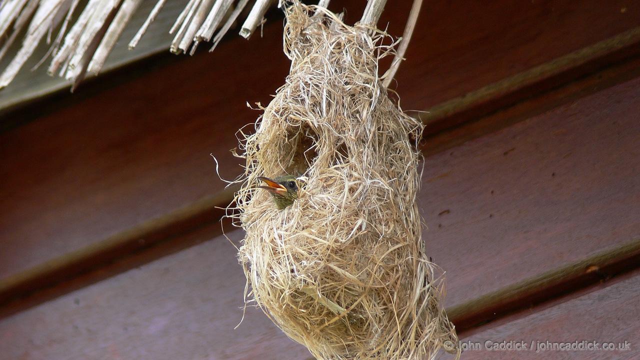 Copper Sunbird baby in nest
