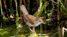 Cetti’s Warbler adult