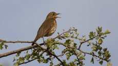 Song Thrush