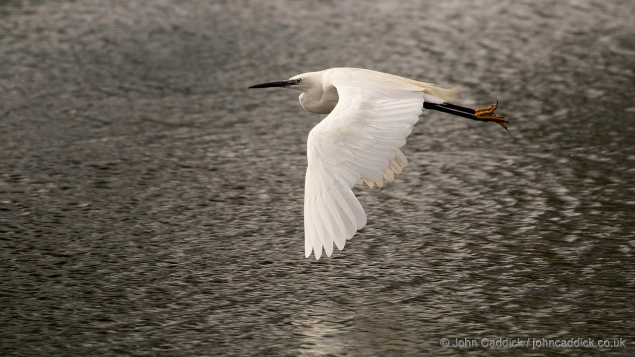 Little Egret