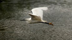 Little Egret