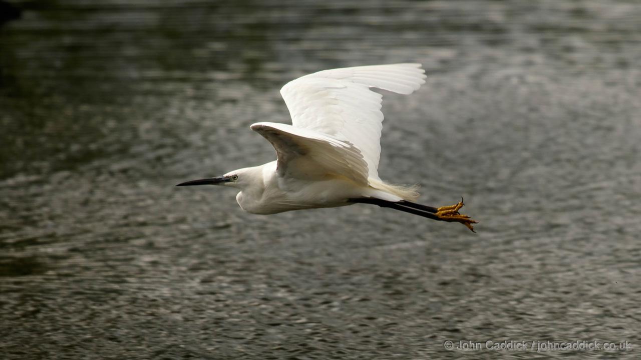 Little Egret