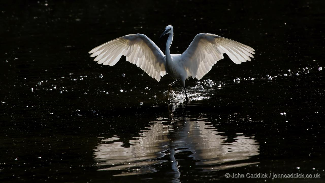 Little Egret