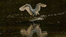 Little Egret