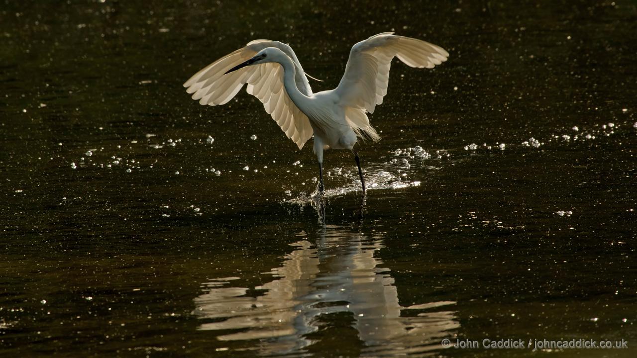 Little Egret