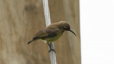 Blue-throated Brown Sunbird adult female