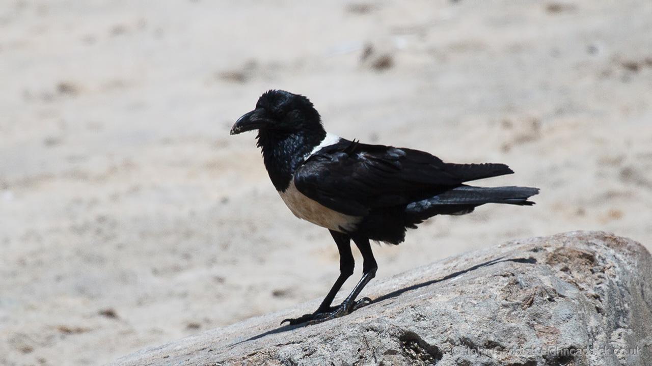 Pied Crow