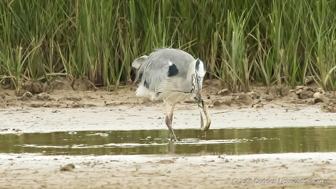 Grey Heron