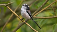 Long-tailed Tit adult