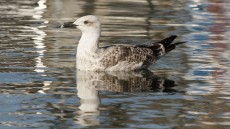 Yellow-legged Gull 1st winter