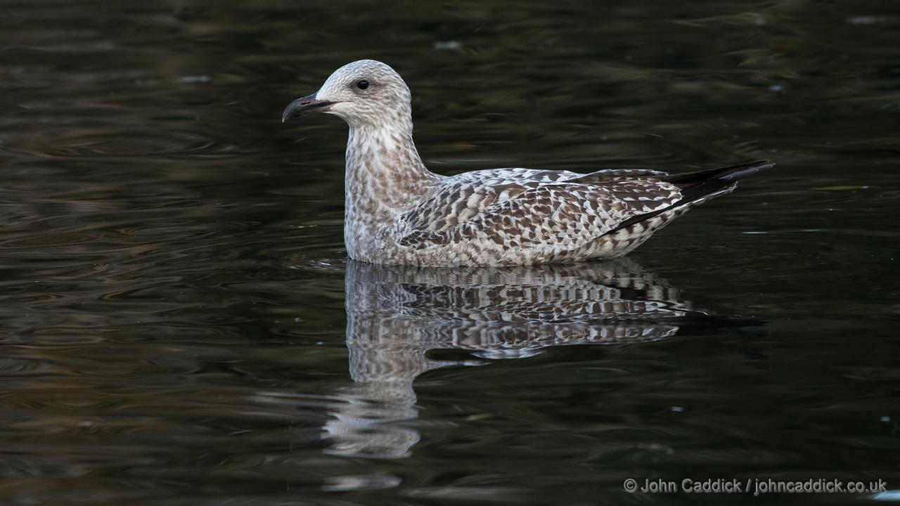 Herring Gull