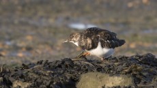 Ruddy Turnstone