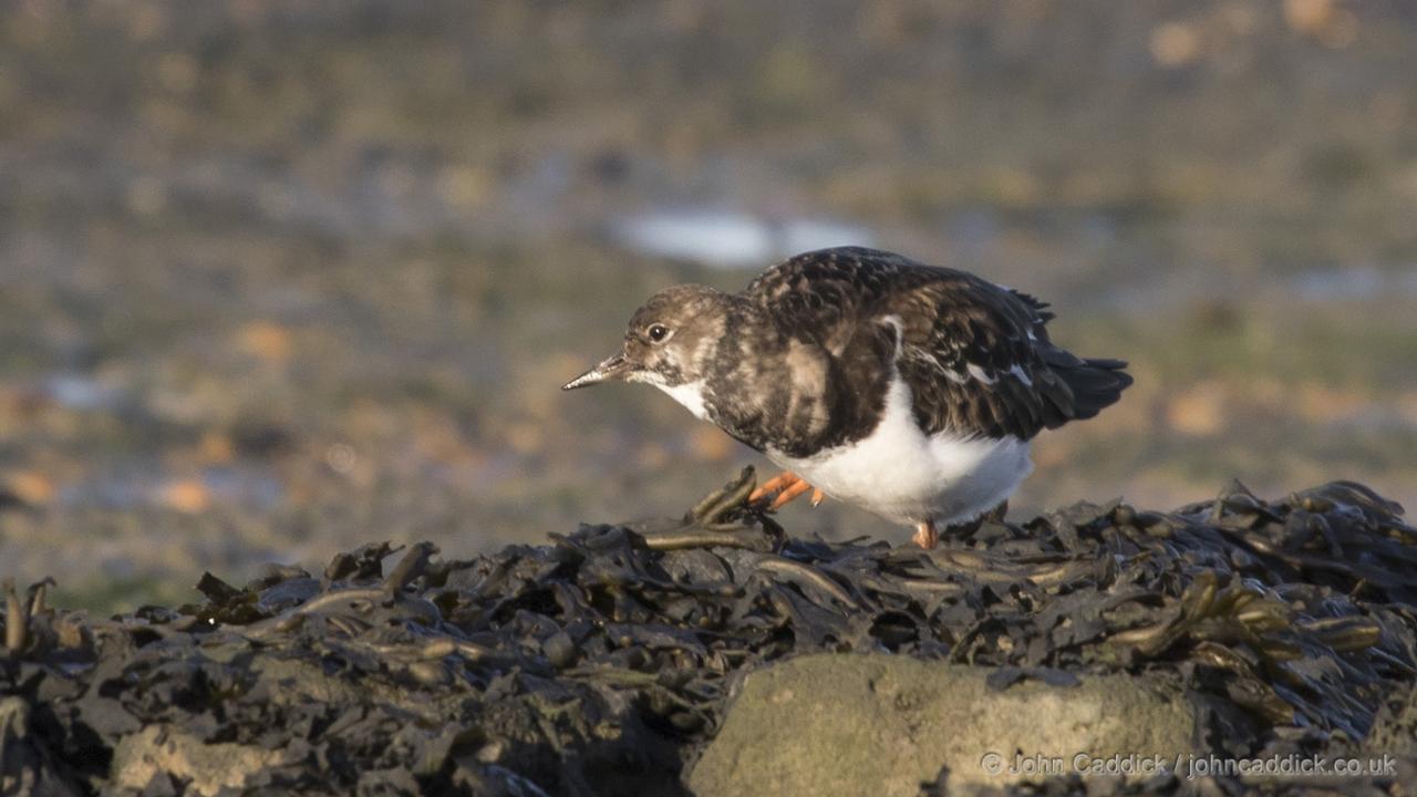 Ruddy Turnstone