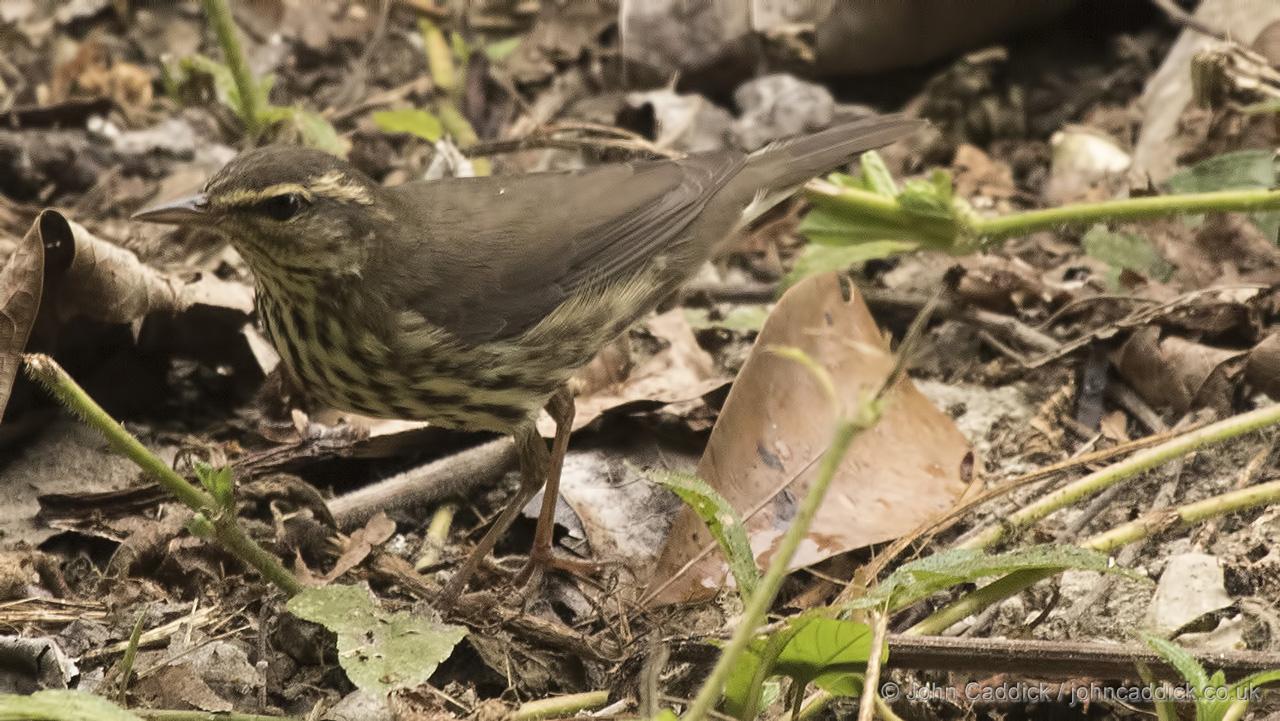 Northern Waterthrush