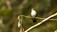White-bellied Emerald