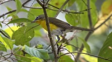 Yellow-breasted Chat