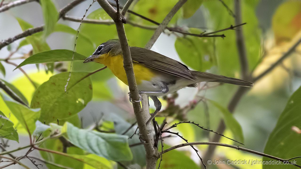 Yellow-breasted Chat