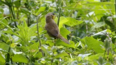 Yellow-breasted Chat