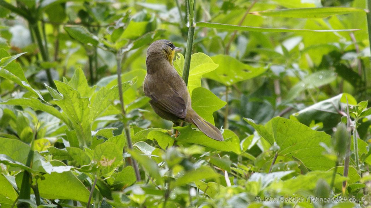 Yellow-breasted Chat